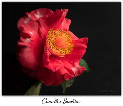 Camellia Sunshine
