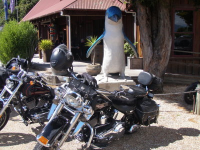 190317 Penguin Pohara 07.jpg