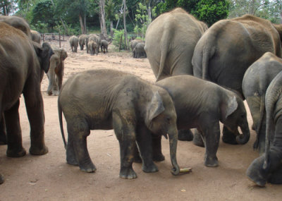 Walking with Elephants.jpg