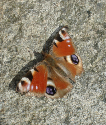 Peacock Butterfly.jpg