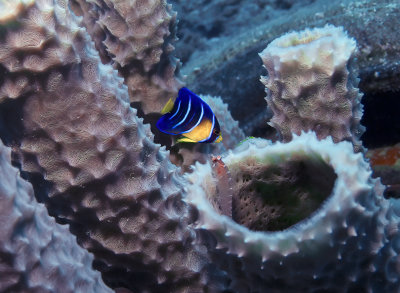 Juvenile Queen Angel and Ring Blenny