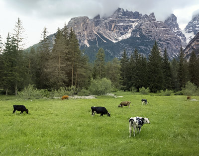 Cows And Mountains