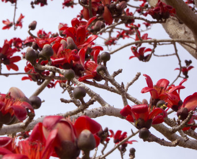 Red Cotton Silk Tree