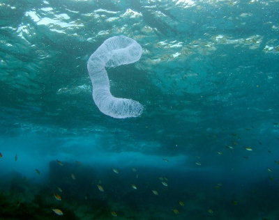 Pyrosome