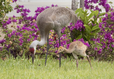 Sandhill Crane Feeding Her Baby