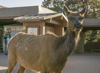 Grand Canyon Elk At Gift Shop