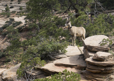 Zion National Park Mountain Goat