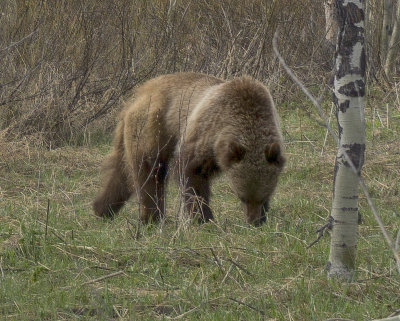 Grand Teton Grizzly 