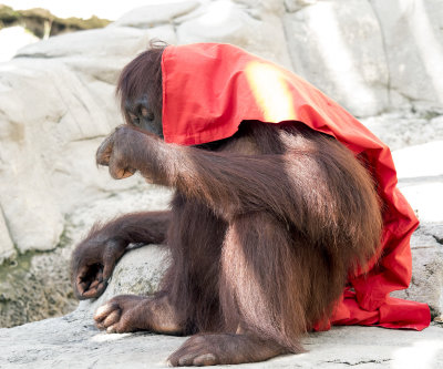 Orangutang Under Blanket
