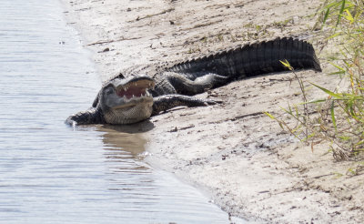 Open Mouth Alligator