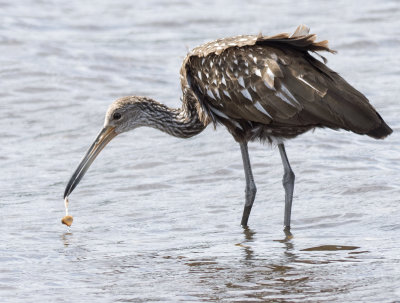 Limpkin Eating Clam