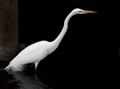 Greater Egret 2