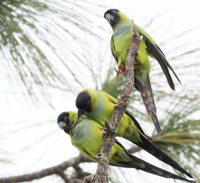 Nandy Parrots On Pine
