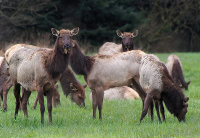 Sequim Roosevelt Elk