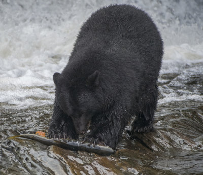 Bear Salmon Claws