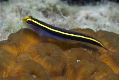 Yellow Lined Goby