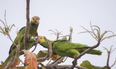 Parrots Sharing Mango