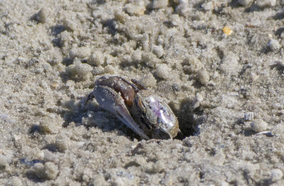 Mudflat Fiddler Crab Male With Sand Pellets