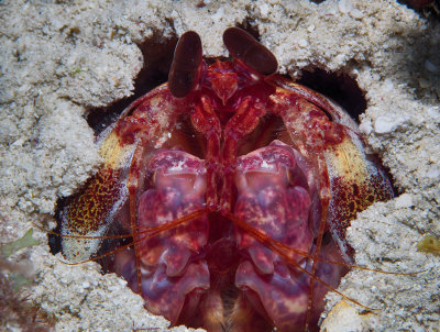 Mantis Shrimp at Something Special