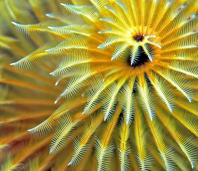 Featherduster Worm