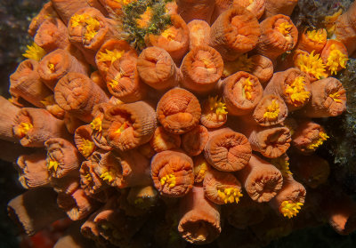 Blooming Coral