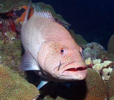 Tiger Grouper Cleaning Station