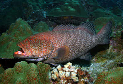 Tiger Grouper Cleaning Station