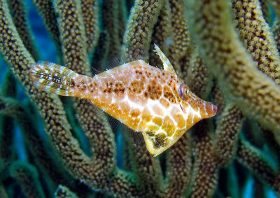 Slender Filefish