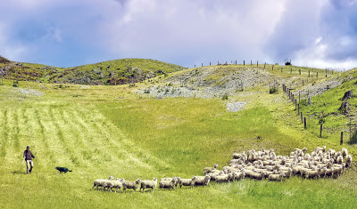 Sheep Herding Demo