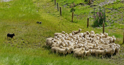 Sheep Herding Demo