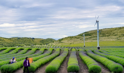  lavender Farm