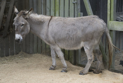 Willowbank Zoo Christchurch Donkey