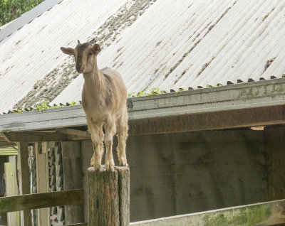 Willowbank Zoo Christchurch Goat On Fencepost
