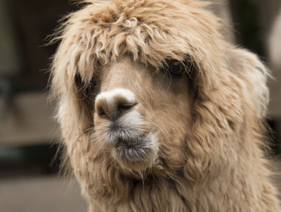 Willowbank Zoo Christchurch Alpaca