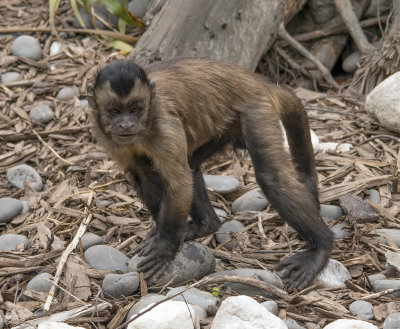 Willowbank Zoo Monkey