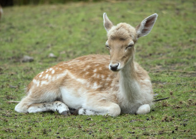 Willowbank Zoo Fawn