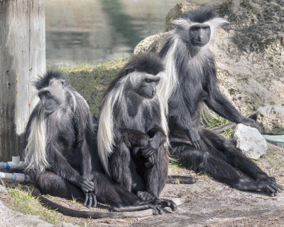 Three Monkeys Tampa Zoo