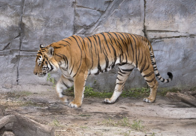 Tiger Tampa Zoo