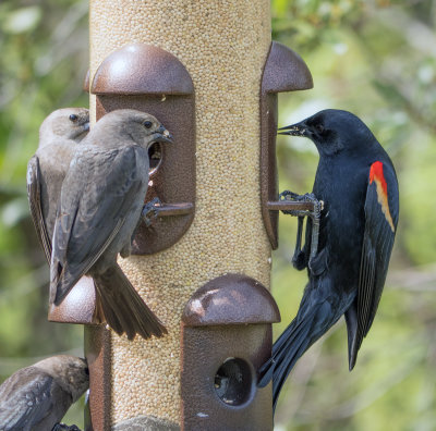 Red Winged Blackbird and Brown Headed Cowbirds