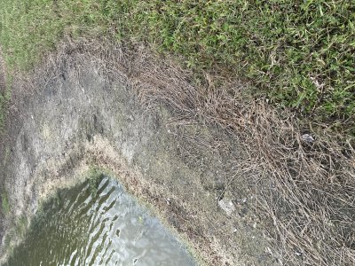 Effect Of Herbicides On Shoreline Erosion