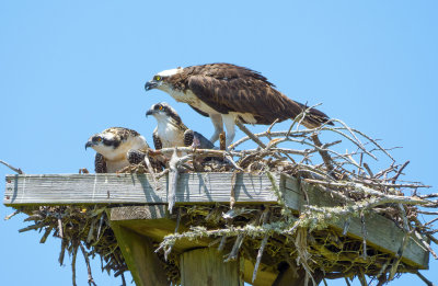 Osprey Nest 2 Darling Wildlife Refuge, Sanibel