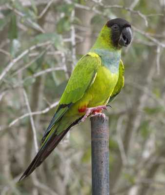 Black Hoooded Parakeet, AKA, Nanday Parrot Celery Fields Sarasota