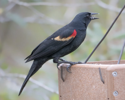 Red Wing Blackbird, Celery Fields Sarasota