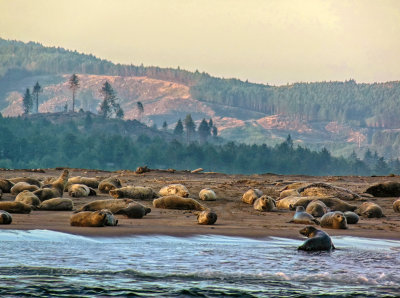 Seal Sunrise At Oregon Coast
