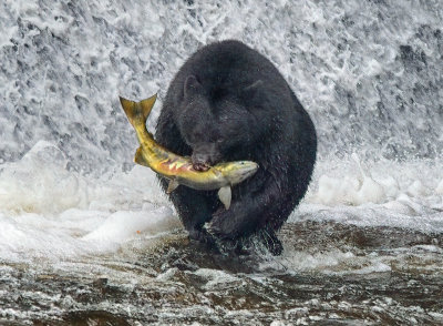 Bear Salmon Waterfall