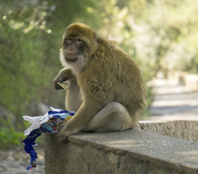 Fat Monkey