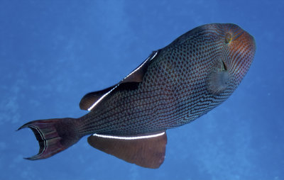 Maui Black Triggerfish