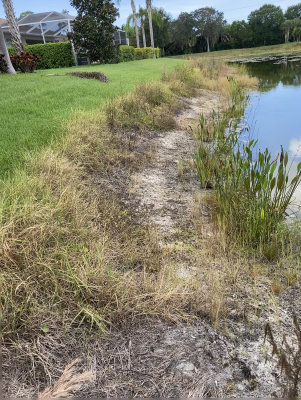 Herbicide Effects Belina 9.20 2K.jpg