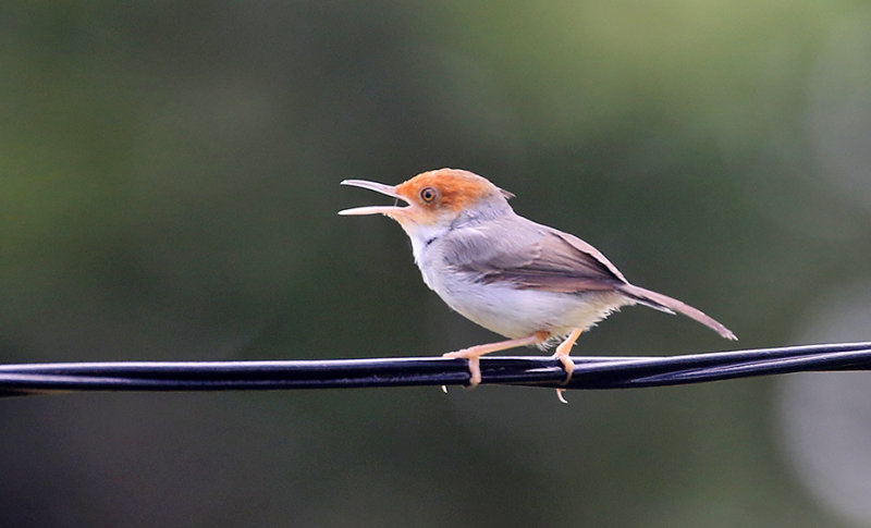 Ashy Tailorbird