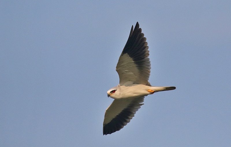 Black-shouldered Kite